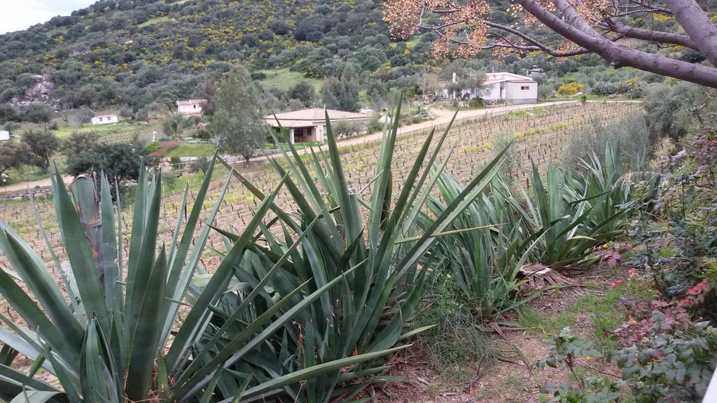 Agriturismo Su Solianu Bari Sardo Eksteriør bilde