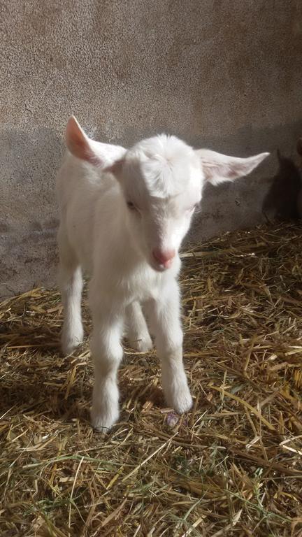 Agriturismo Su Solianu Bari Sardo Eksteriør bilde